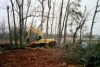 tree removable and sawing logs, brush      photo credit:  (FAR-pic)